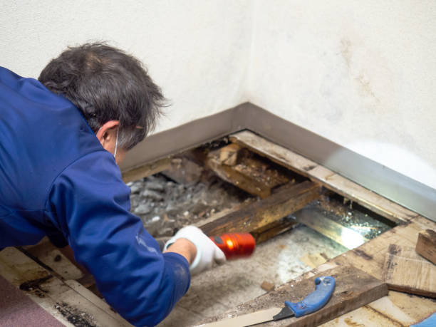 Best Commercial Mold Remediation in Terryville, CT