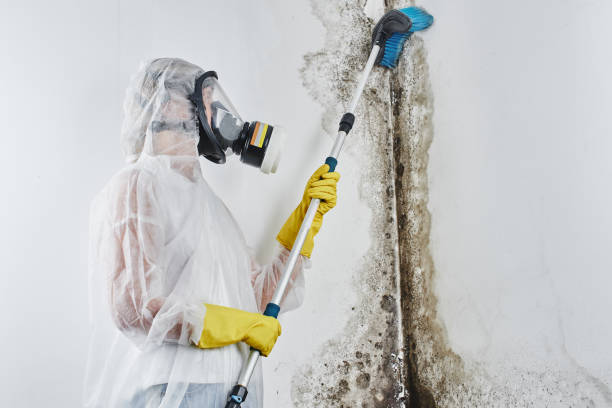 Best Emergency Mold Remediation in Terryville, CT