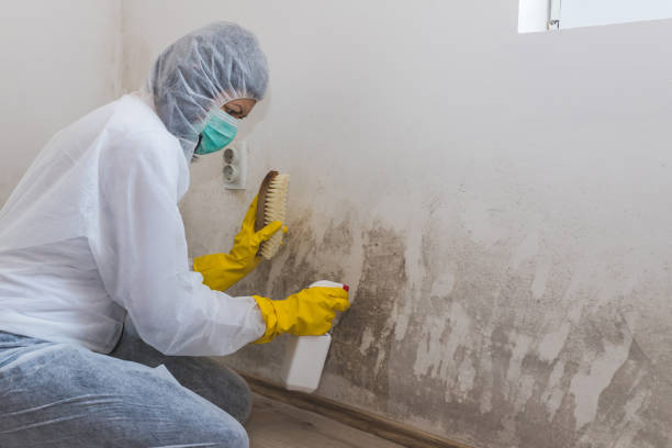 Best Mold Testing and Inspection Services in Terryville, CT