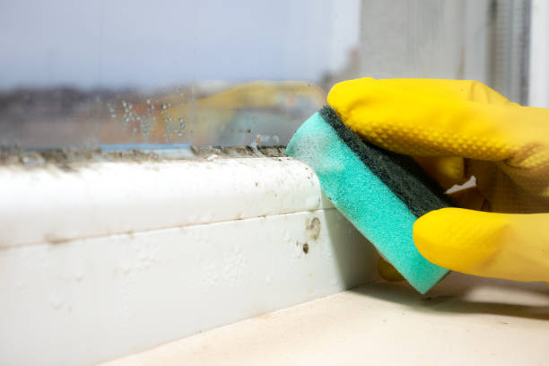 Best DIY Mold Remediation Support Services in Terryville, CT