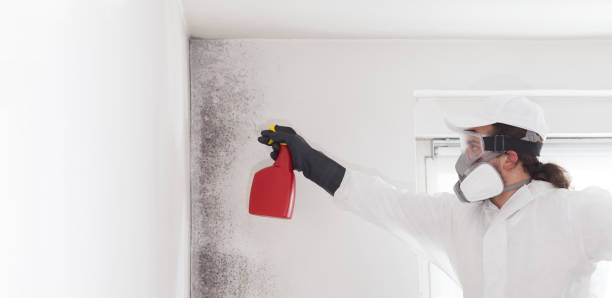 Best Preventive Mold Services in Terryville, CT