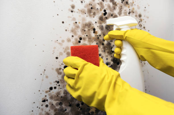 Best Residential Mold Remediation in Terryville, CT