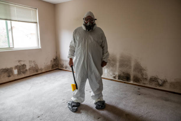 Reliable Terryville, CT Mold Remediation Solutions