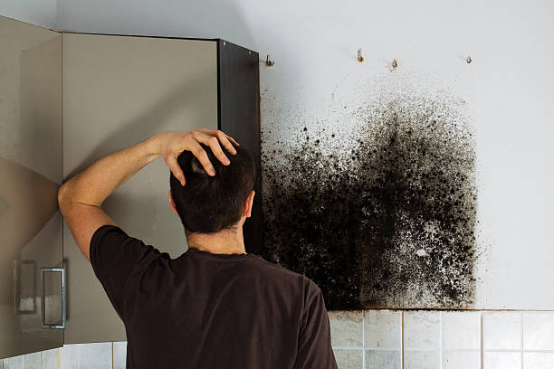 Best Emergency Mold Remediation in Terryville, CT