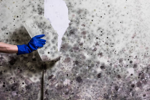 Best Localized Mold Remediation (e.g., coastal areas, humid climates) in Terryville, CT
