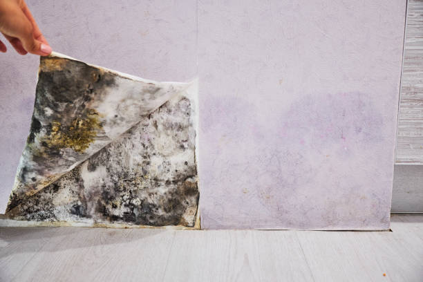 Best Attic Mold Remediation in Terryville, CT